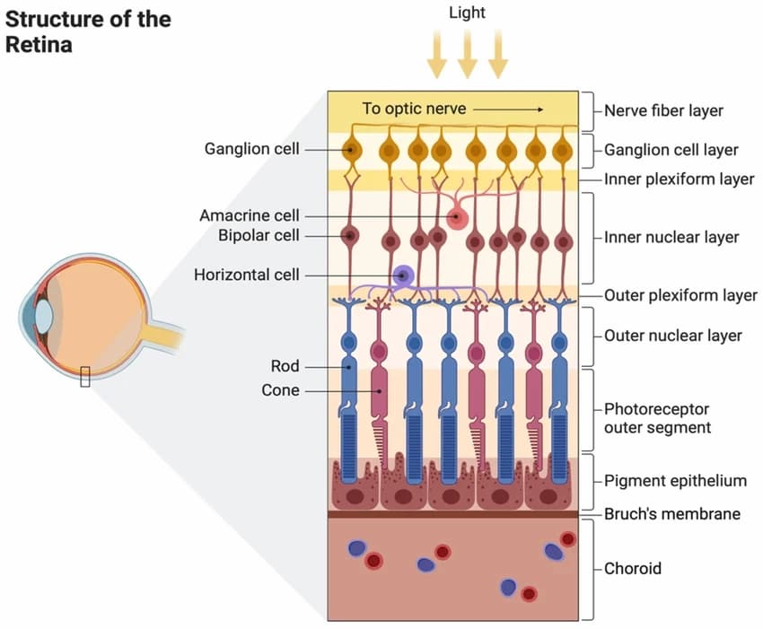 lapisan retina