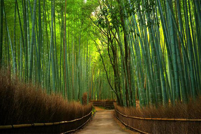 Hutan Bambu Keputih Surabaya